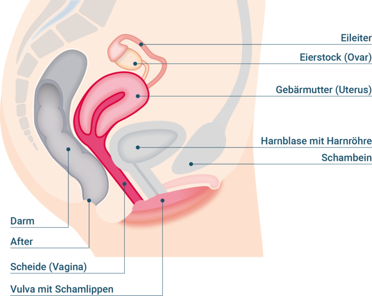 Querschnitt (Seite) und Beschreibung des Aufbau einer Vagina bei einem Scheidenpilz